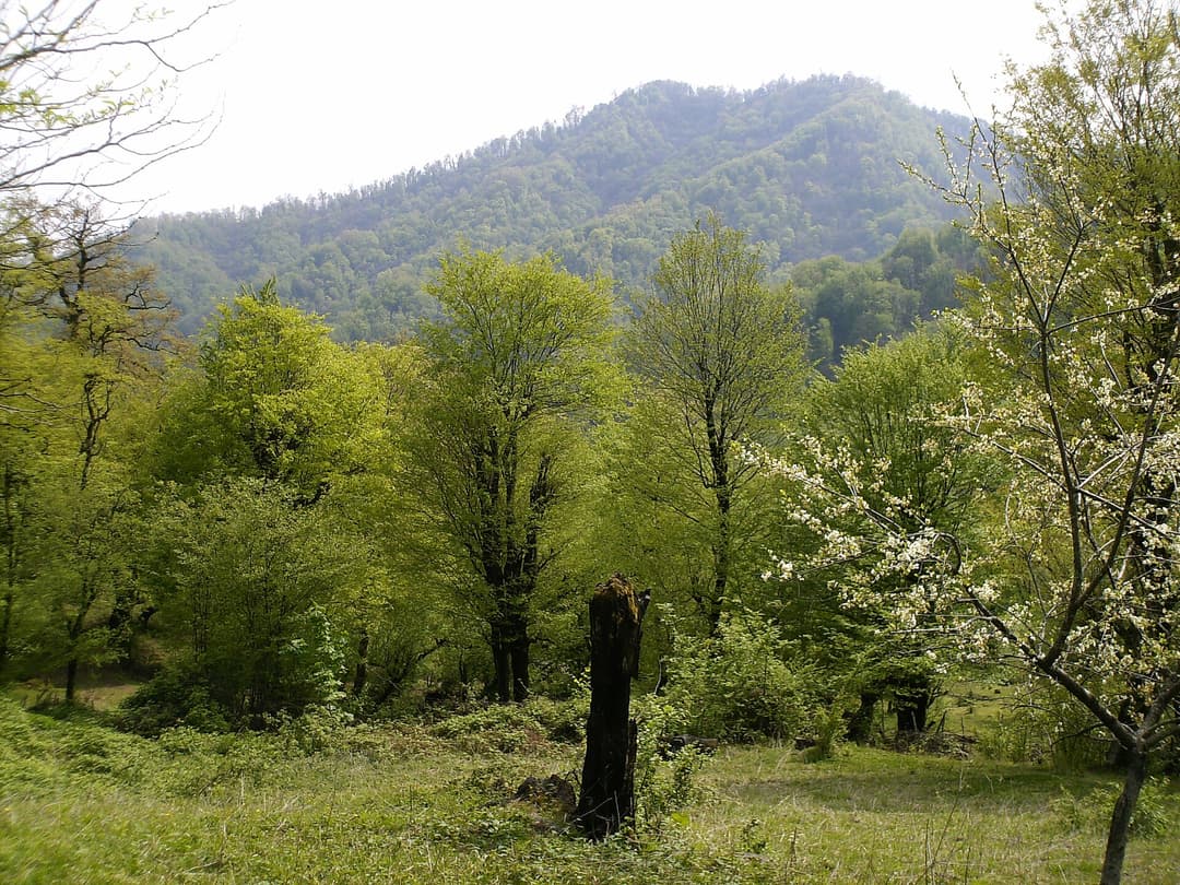 Astara rayonunun Şüvi kəndi yaxınlığında Talış meşələri
